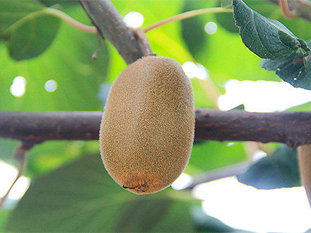 开云登录平台基地展示二