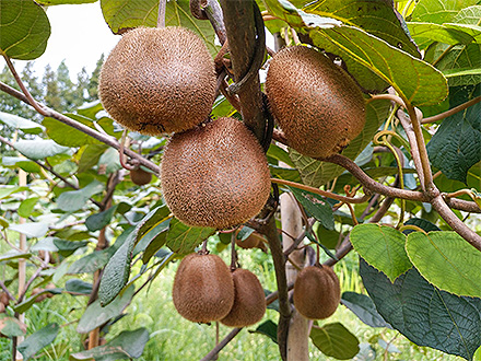 开云登录平台基地展示六